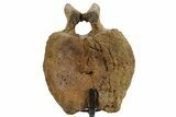 Hadrosaur (Edmontosaurus) Caudal Vertebra w/ Stand - Wyoming #377732-3